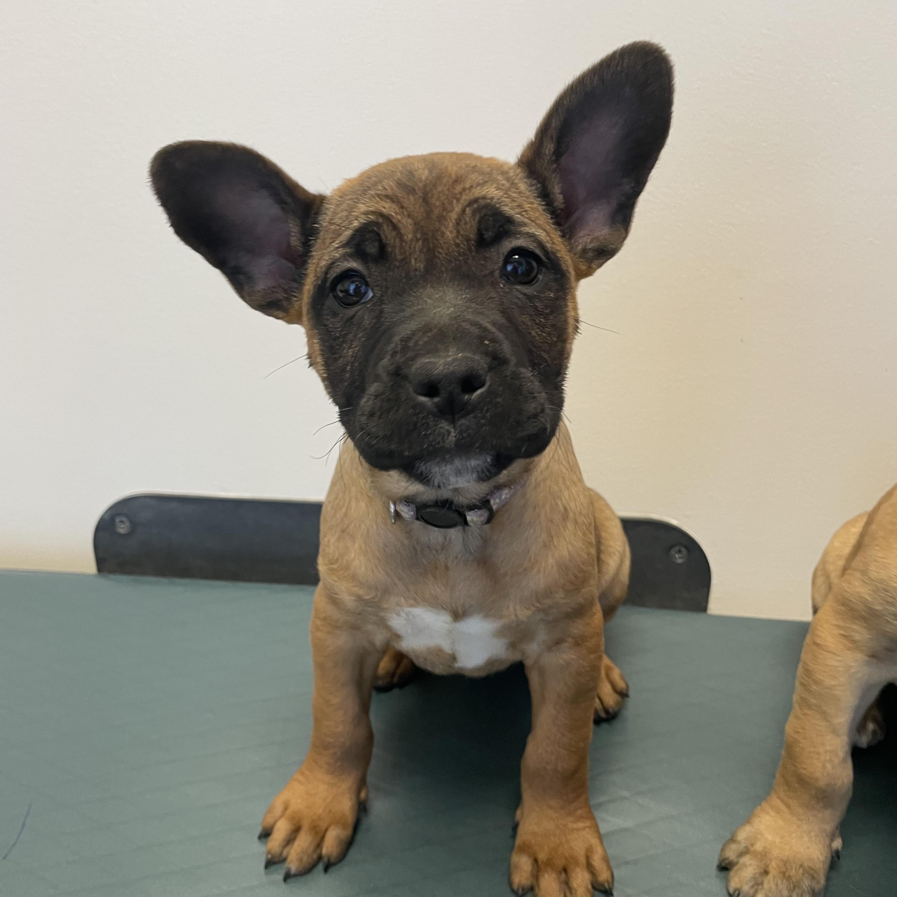Lada Gaga - Diva Puppies, Adoptable, Puppy Female French Bulldog & Shepherd.