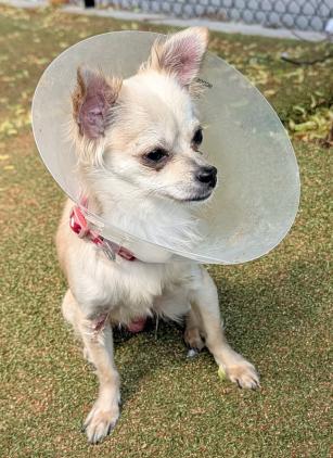 Gizmo, a Adoptable Chihuahua in Anoka, MN image 1/3