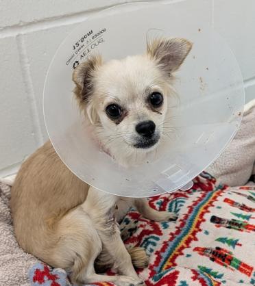 Gizmo, a Adoptable Chihuahua in Anoka, MN image 2/3