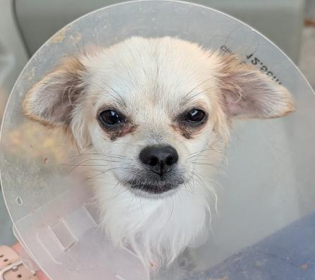 Gizmo, a Adoptable Chihuahua in Anoka, MN image 3/3