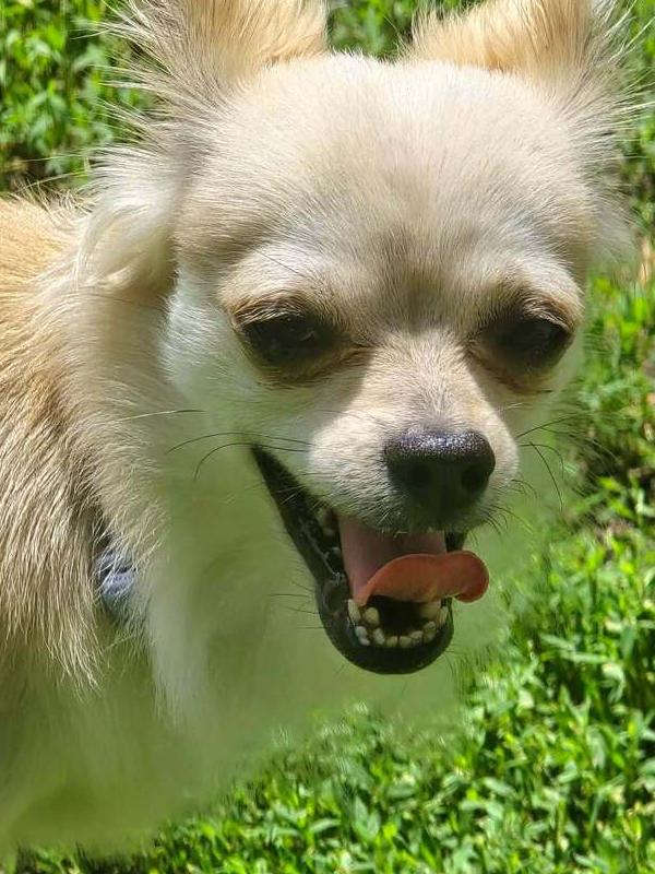 Enlarge Gizmo, a Adoptable Chihuahua in Anoka, MN image 2/2