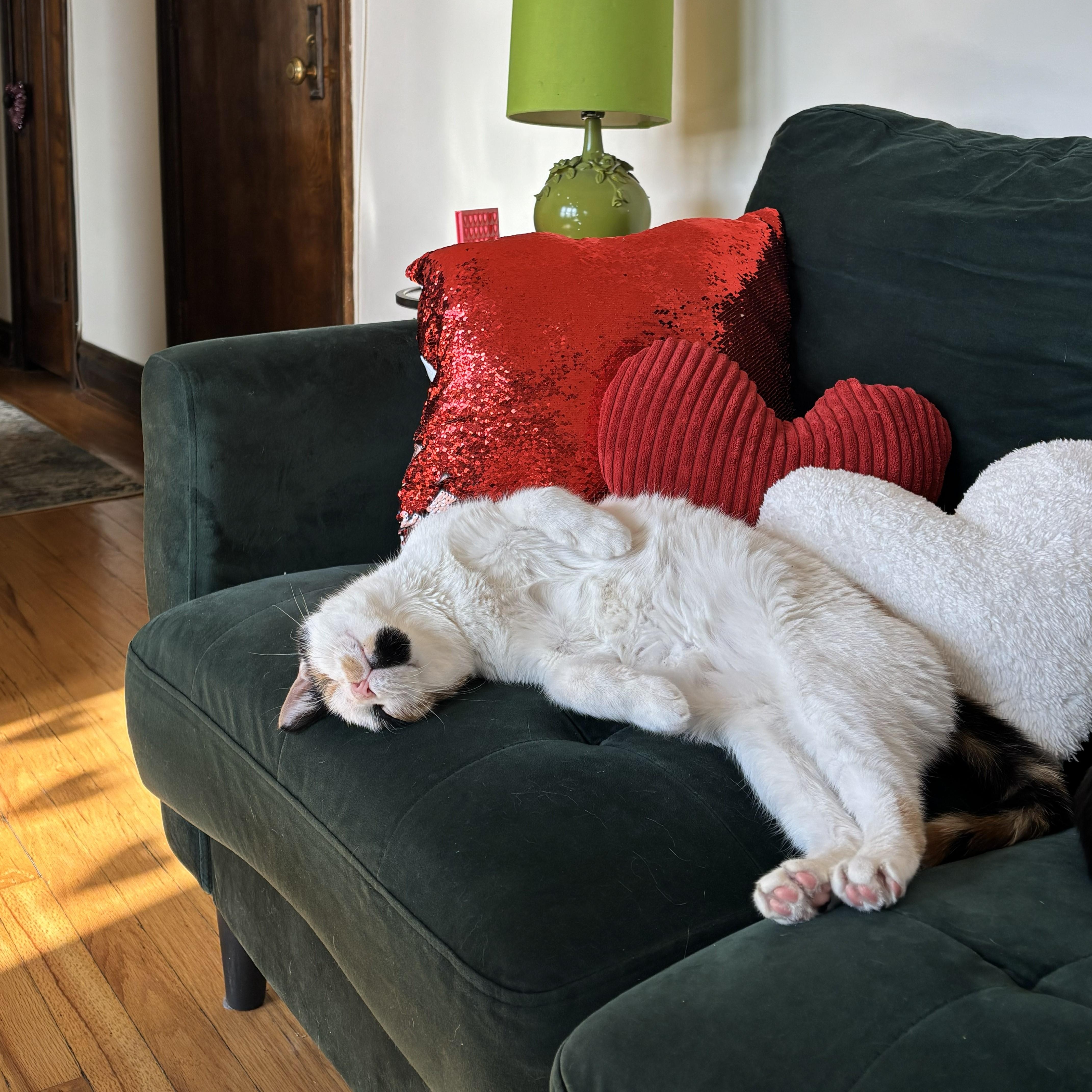 Enlarge North, a Adoptable Domestic Short Hair in Chicago, IL image 2/6