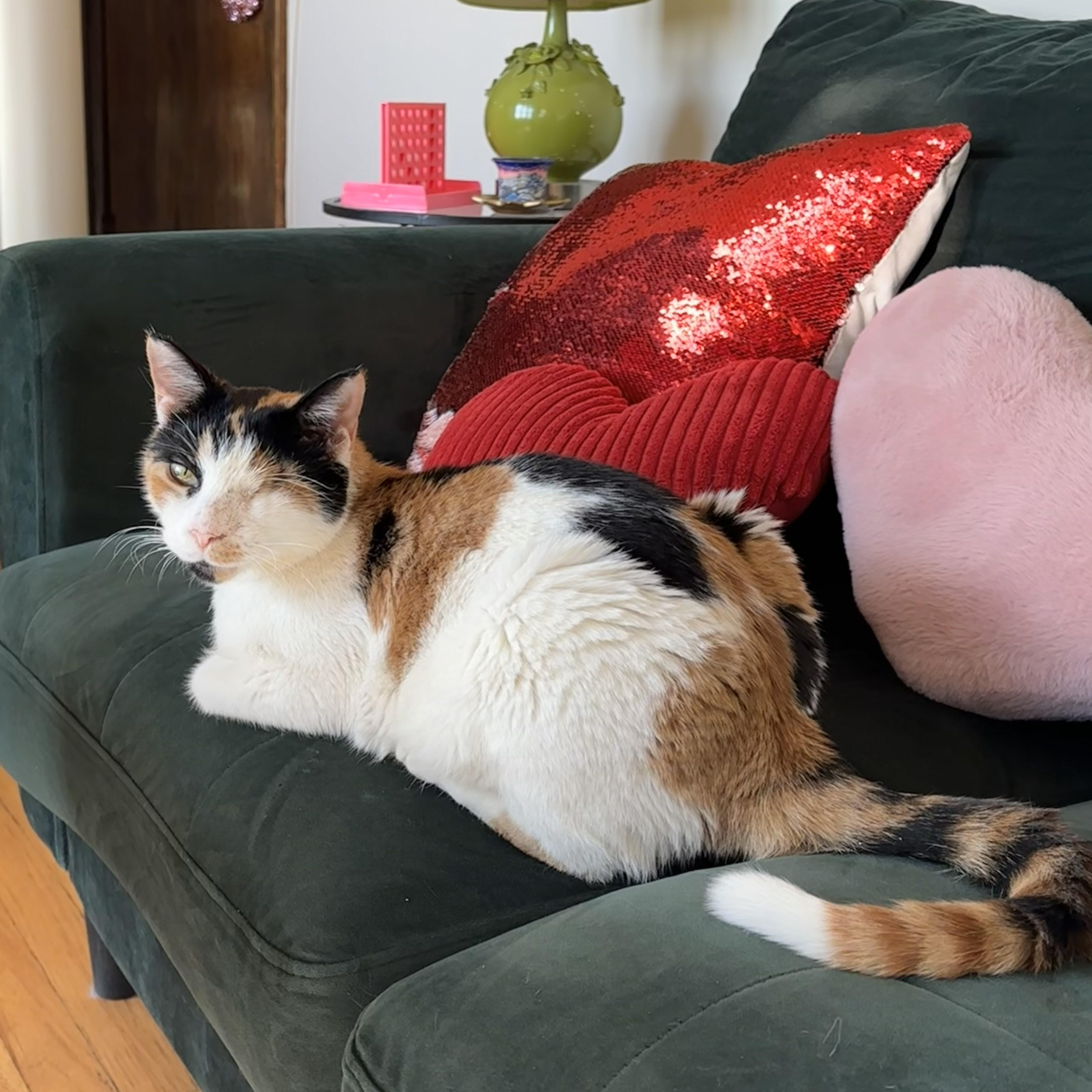 Enlarge North, a Adoptable Domestic Short Hair in Chicago, IL image 1/6