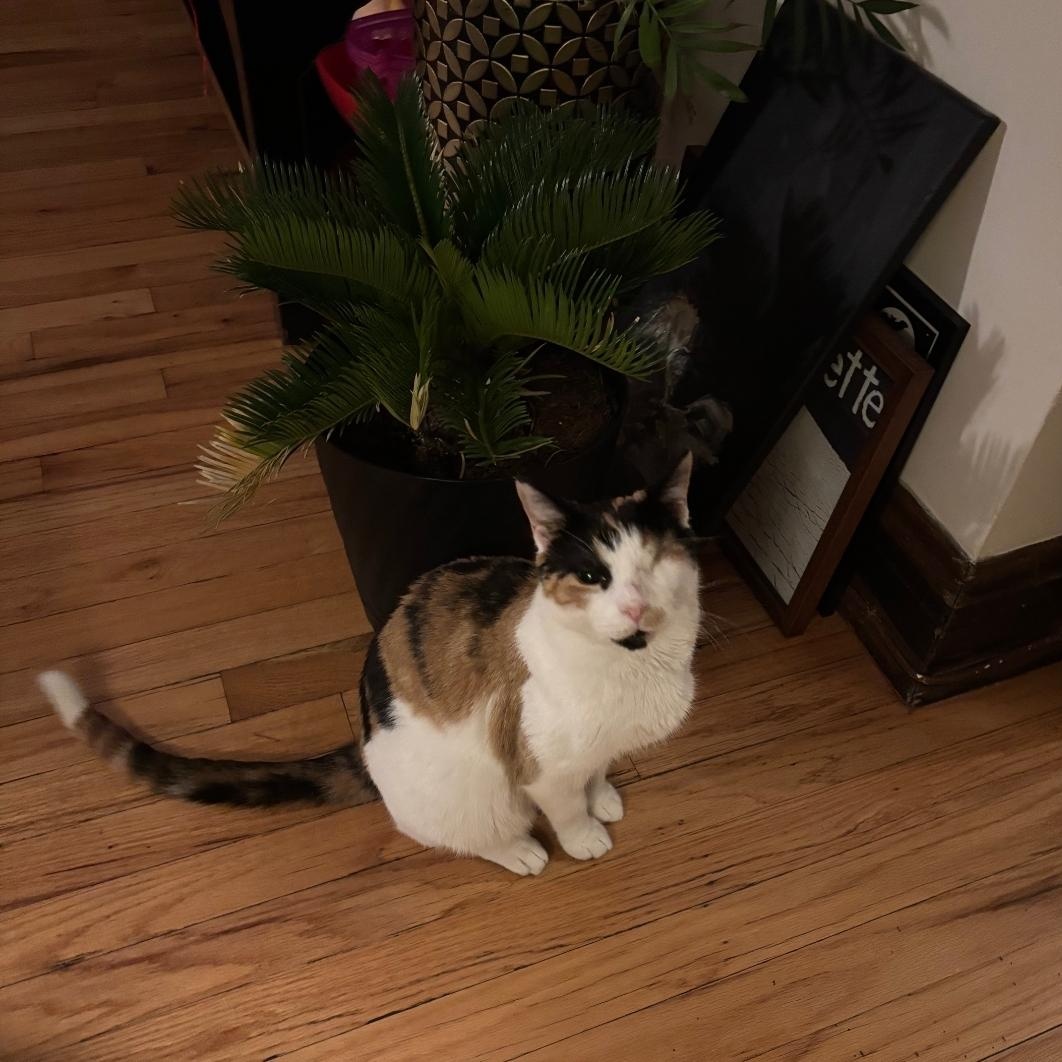 Enlarge North, a Adoptable Domestic Short Hair in Chicago, IL image 4/6