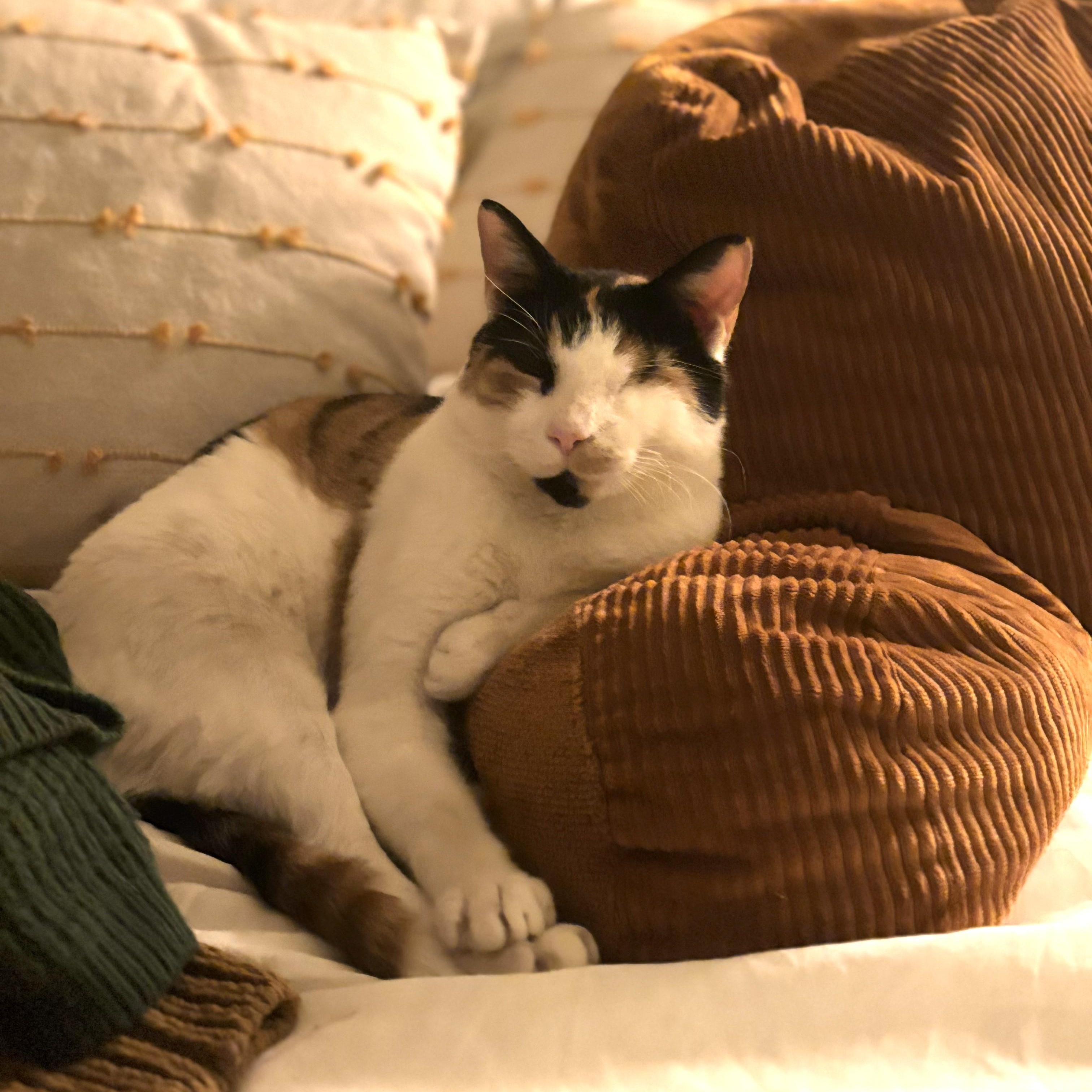 Enlarge North, a Adoptable Domestic Short Hair in Chicago, IL image 3/6