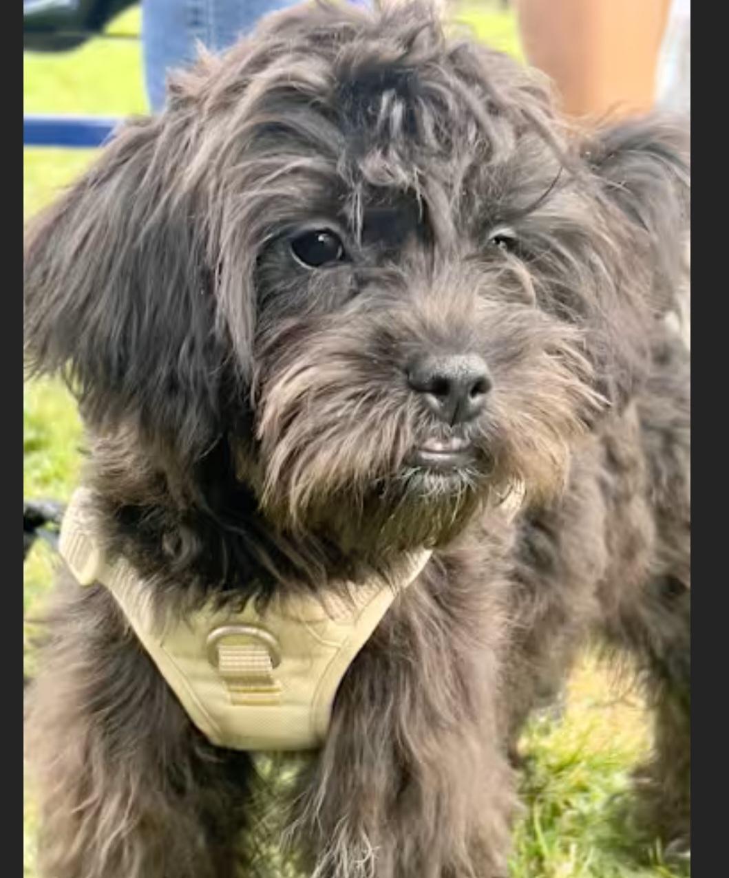 Enlarge Methany, an adopted mixed breed in Hawthorne, CA image 2/2