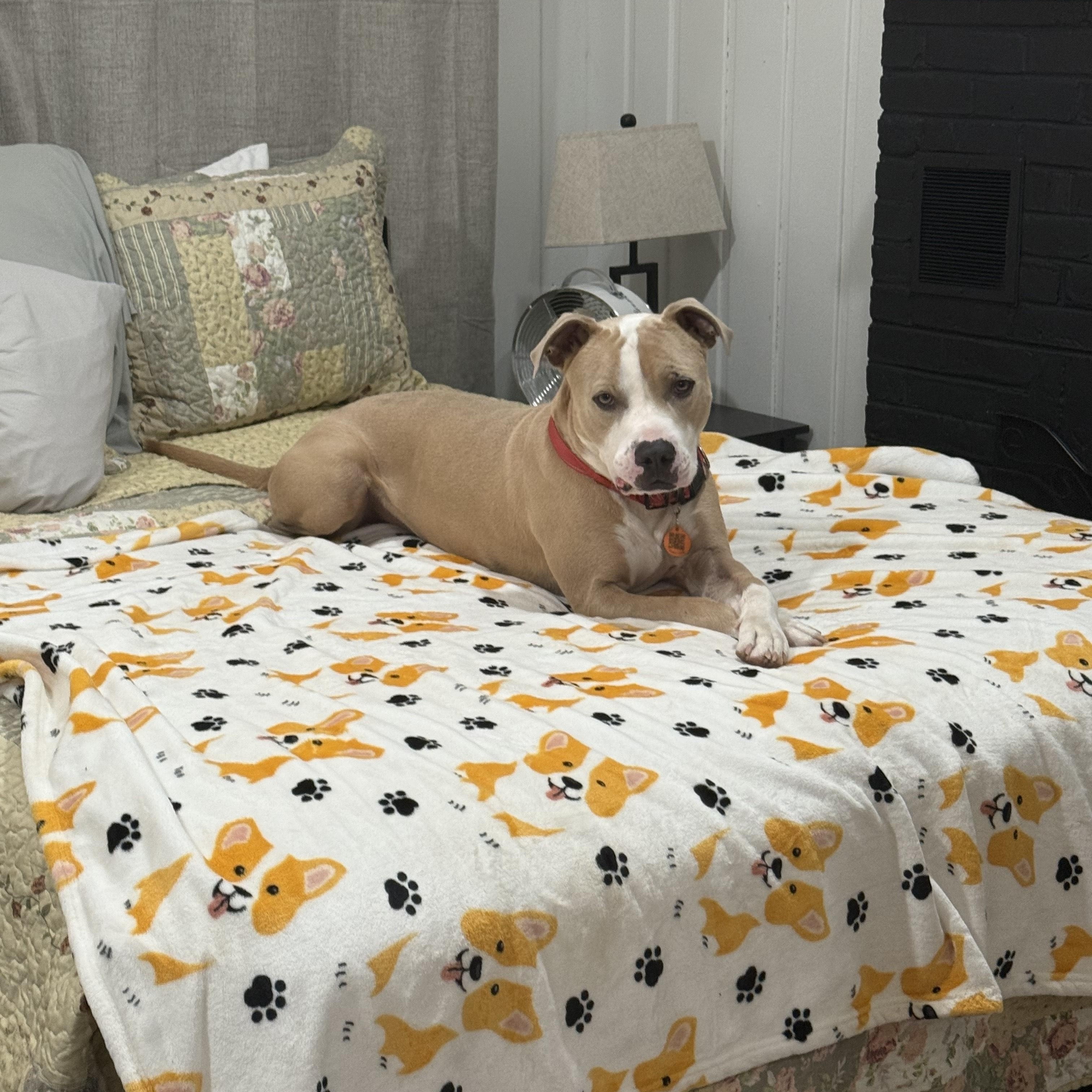 Enlarge MAVRICK, a Adoptable mixed breed in Newborn, GA image 6/6