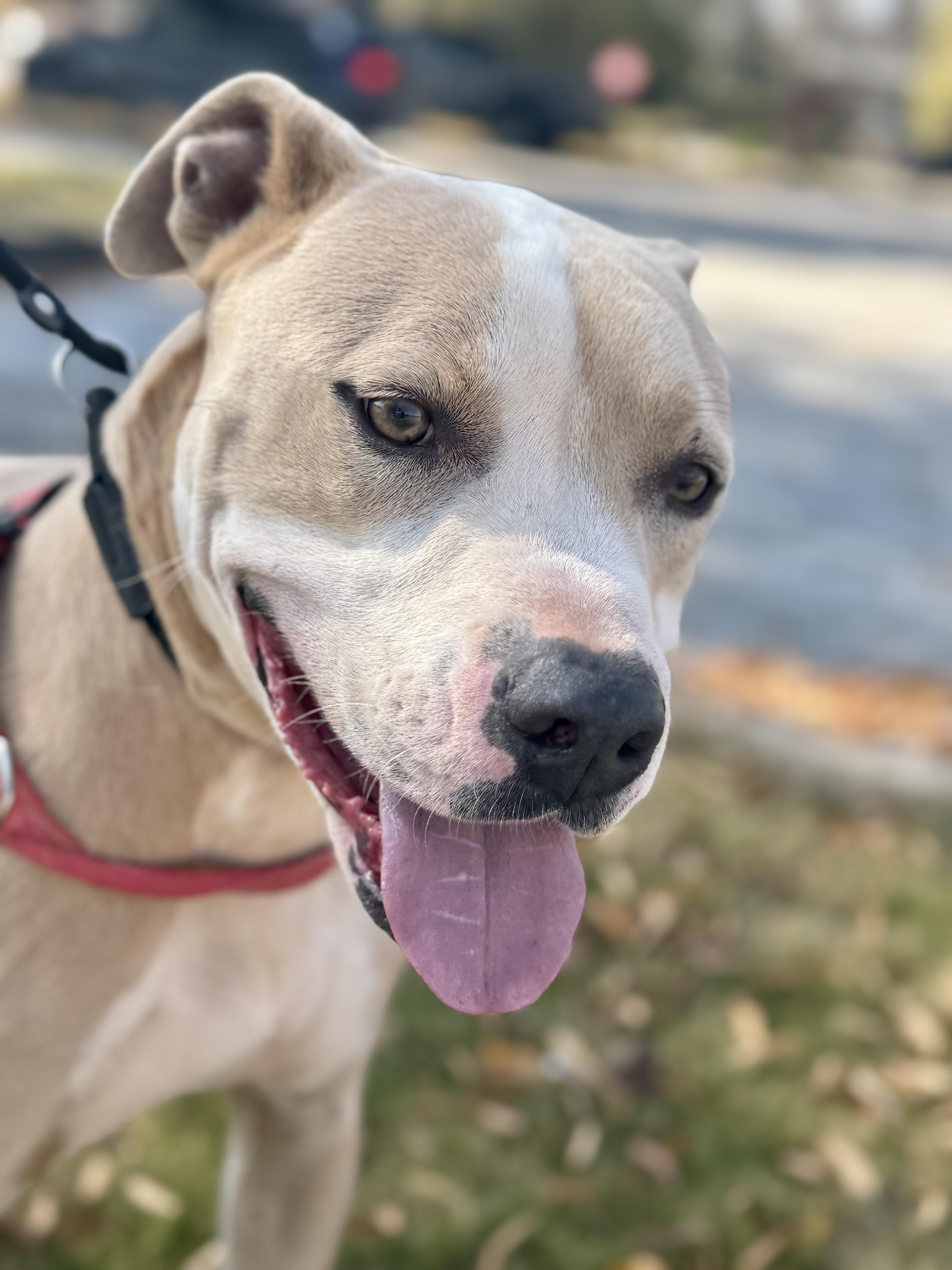 Enlarge MAVRICK, a Adoptable mixed breed in Newborn, GA image 2/6