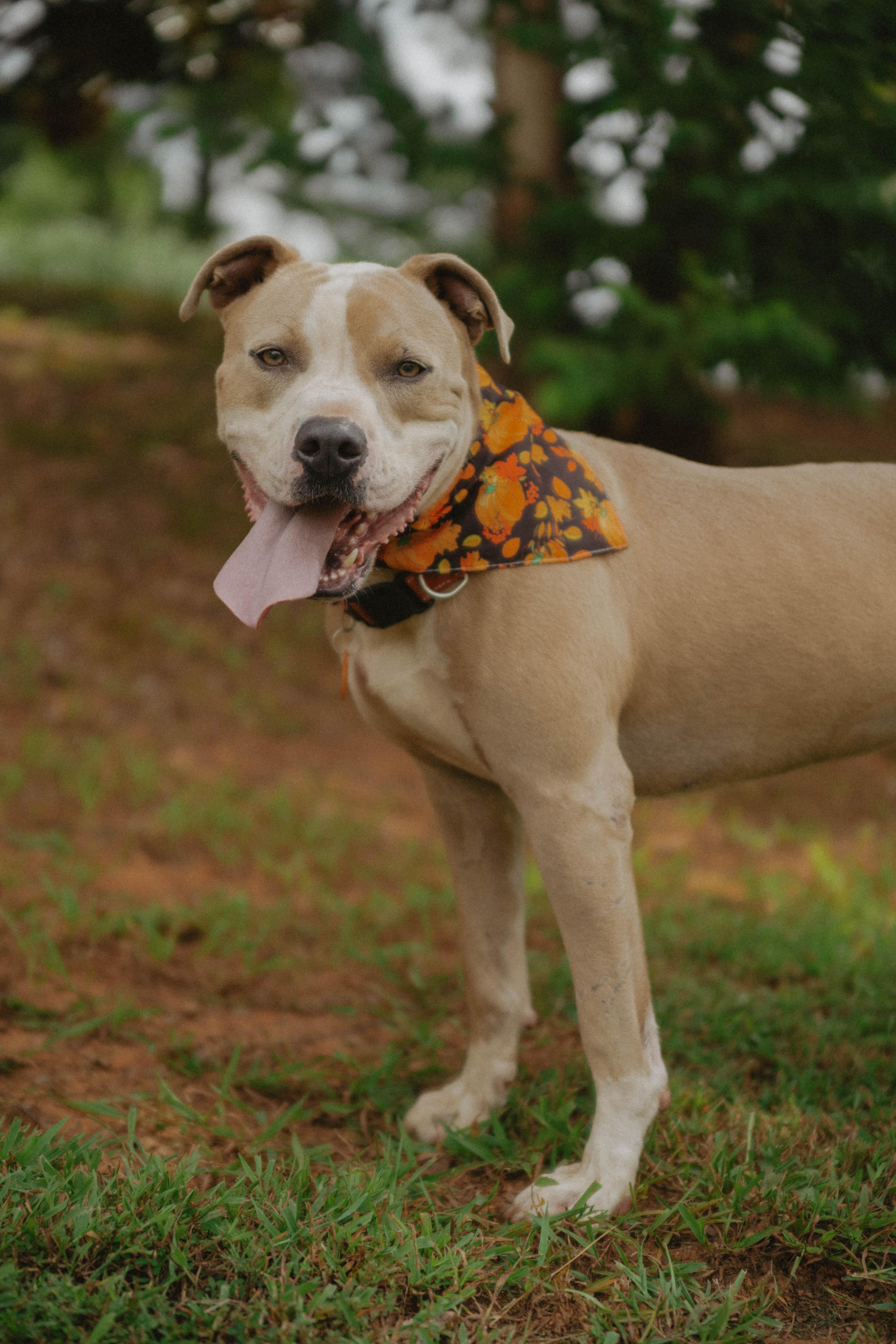 Enlarge MAVRICK, a Adoptable mixed breed in Newborn, GA image 1/6