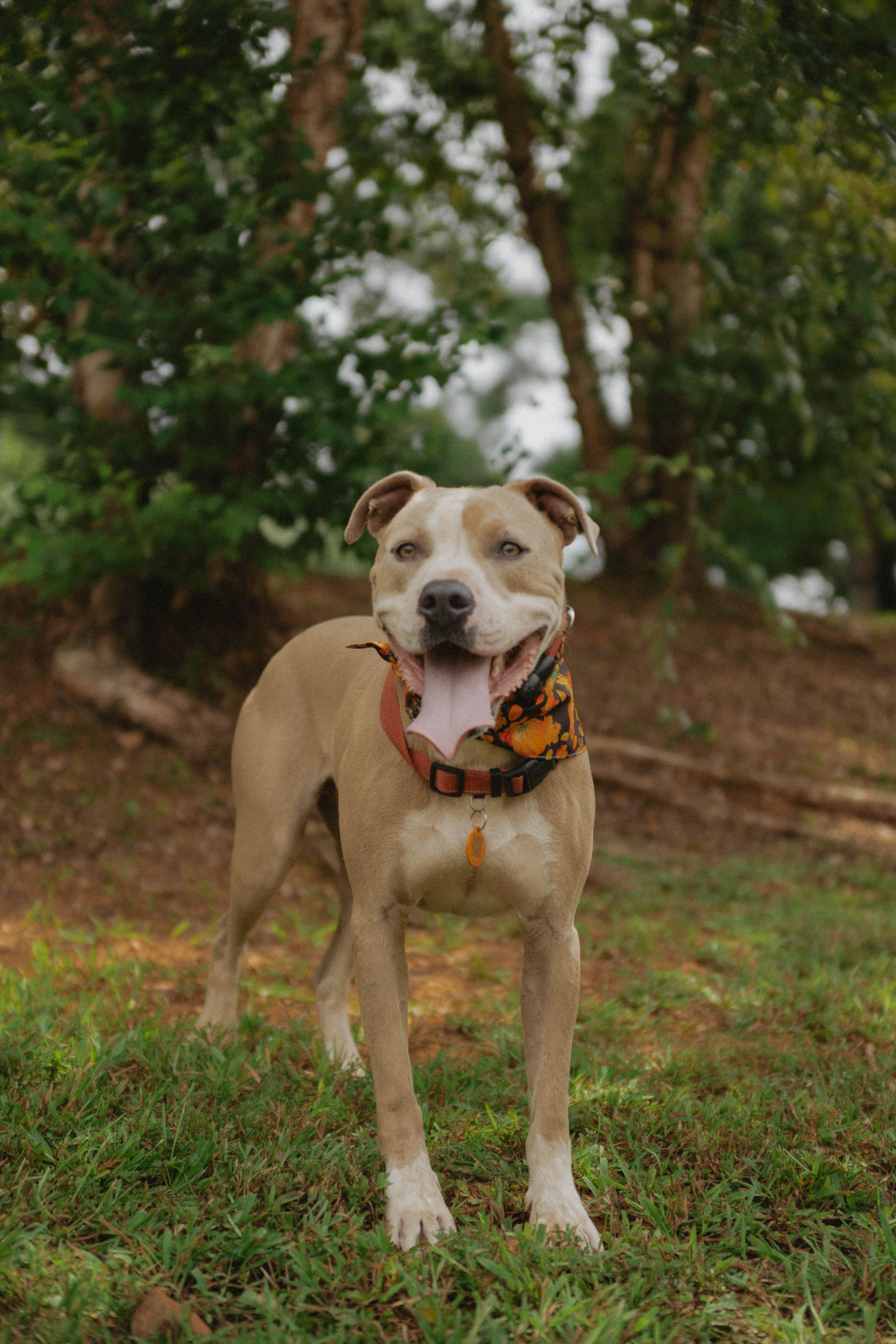 Enlarge MAVRICK, a Adoptable mixed breed in Newborn, GA image 3/6