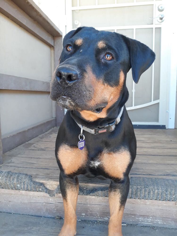 Roxie -- California, a Adoptable Rottweiler in Oakhurst, CA image 1/3