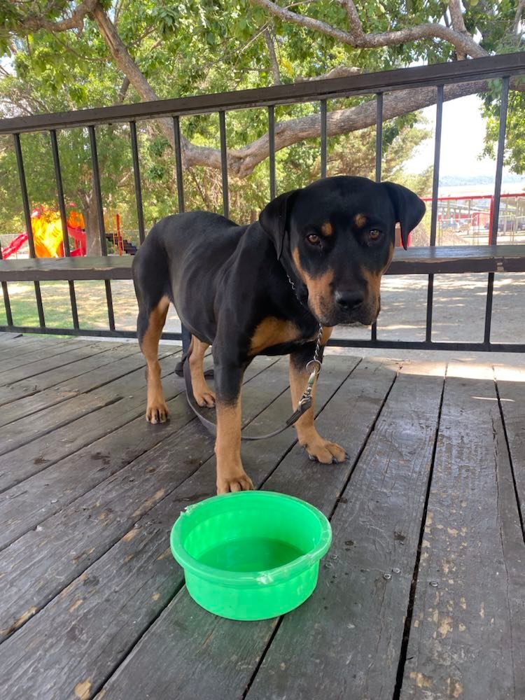 Roxie -- California, a Adoptable Rottweiler in Oakhurst, CA image 2/3