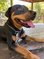 Roxie -- California, a Adoptable Rottweiler in Oakhurst, CA image 3/3