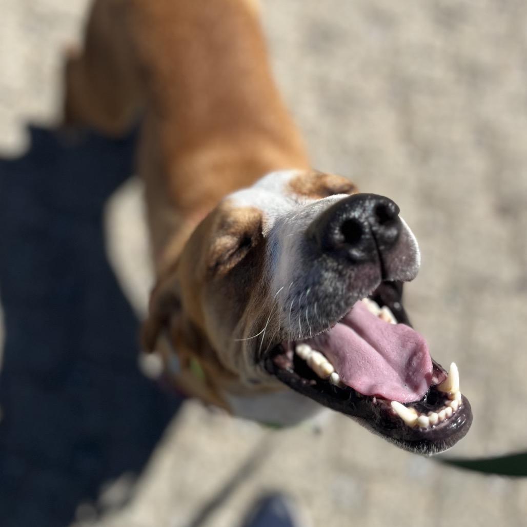 Huckleberry photo