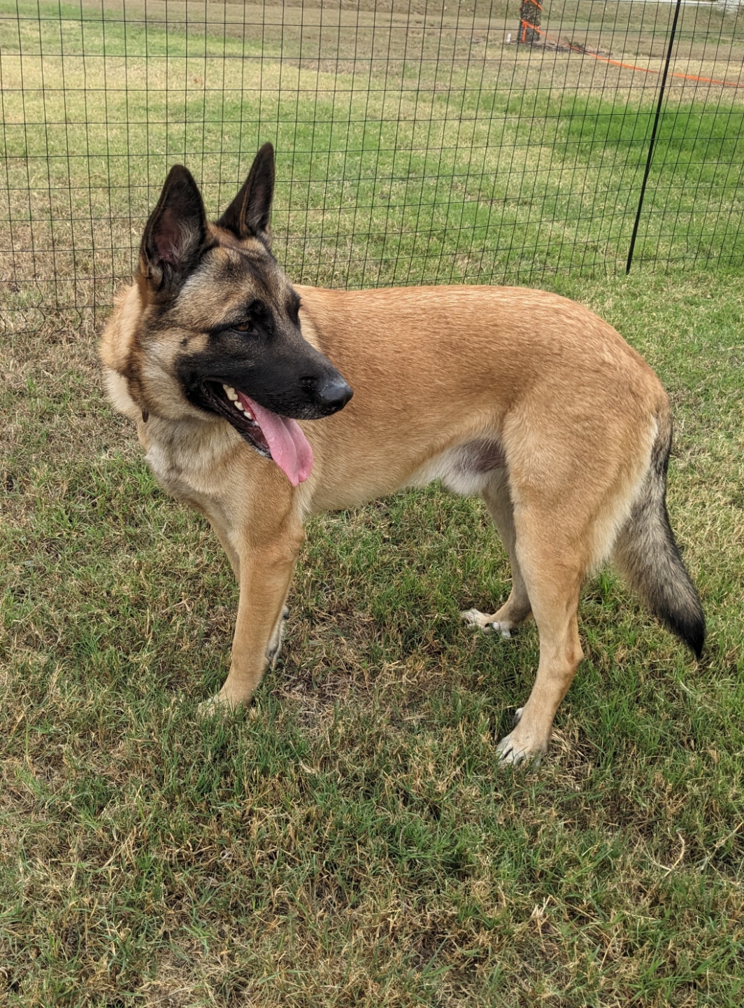 Belgian Shepherd Mix Belgian Malinois Puppies For Adoption Belgian