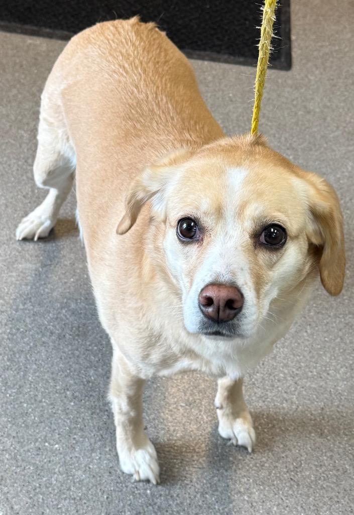 KARA, Adopted, Adult Female Spaniel & Rat Terrier.