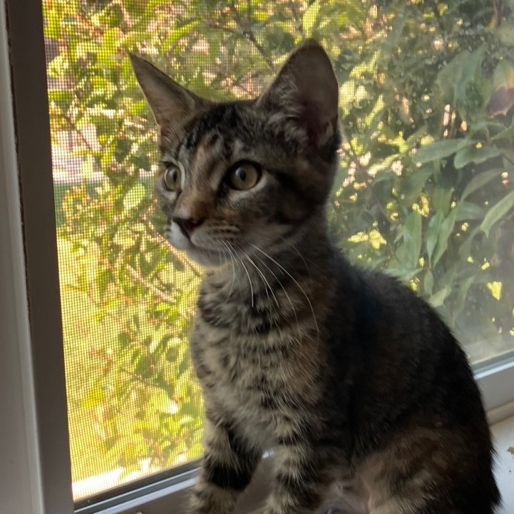 Libby, a Adoptable American Shorthair in Merced, CA image 1/5