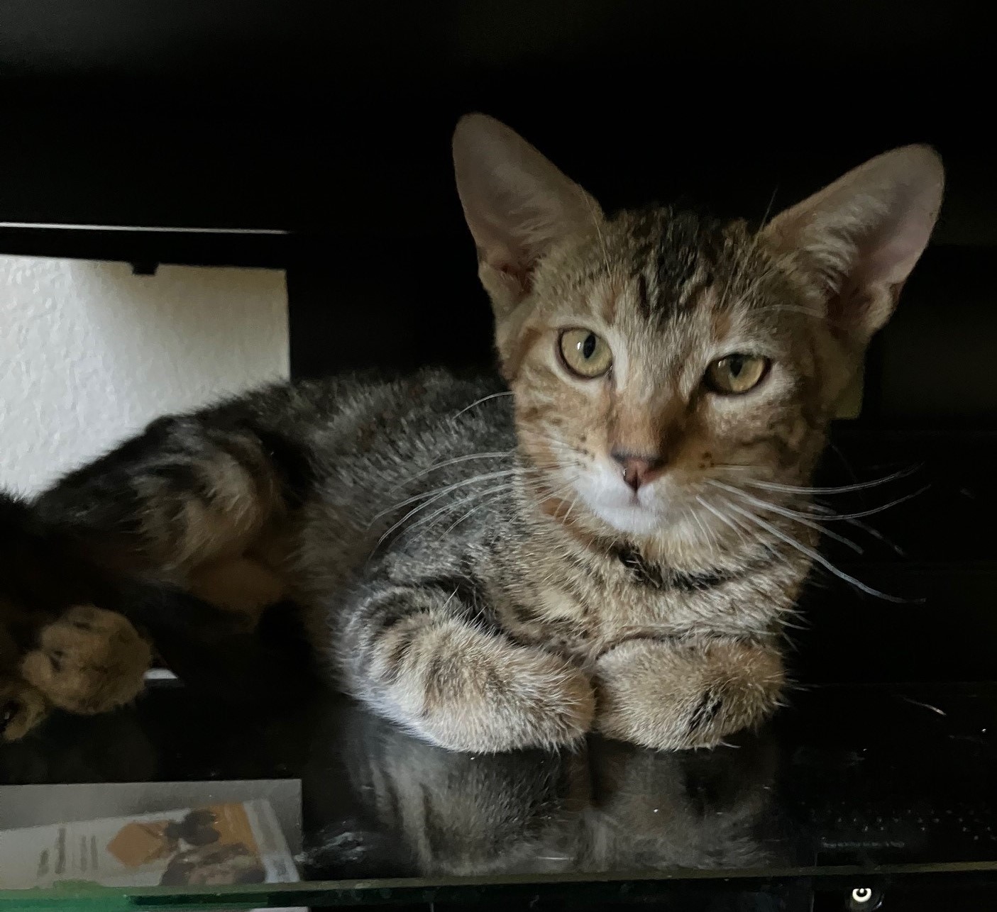 Libby, a Adoptable American Shorthair in Merced, CA image 5/5