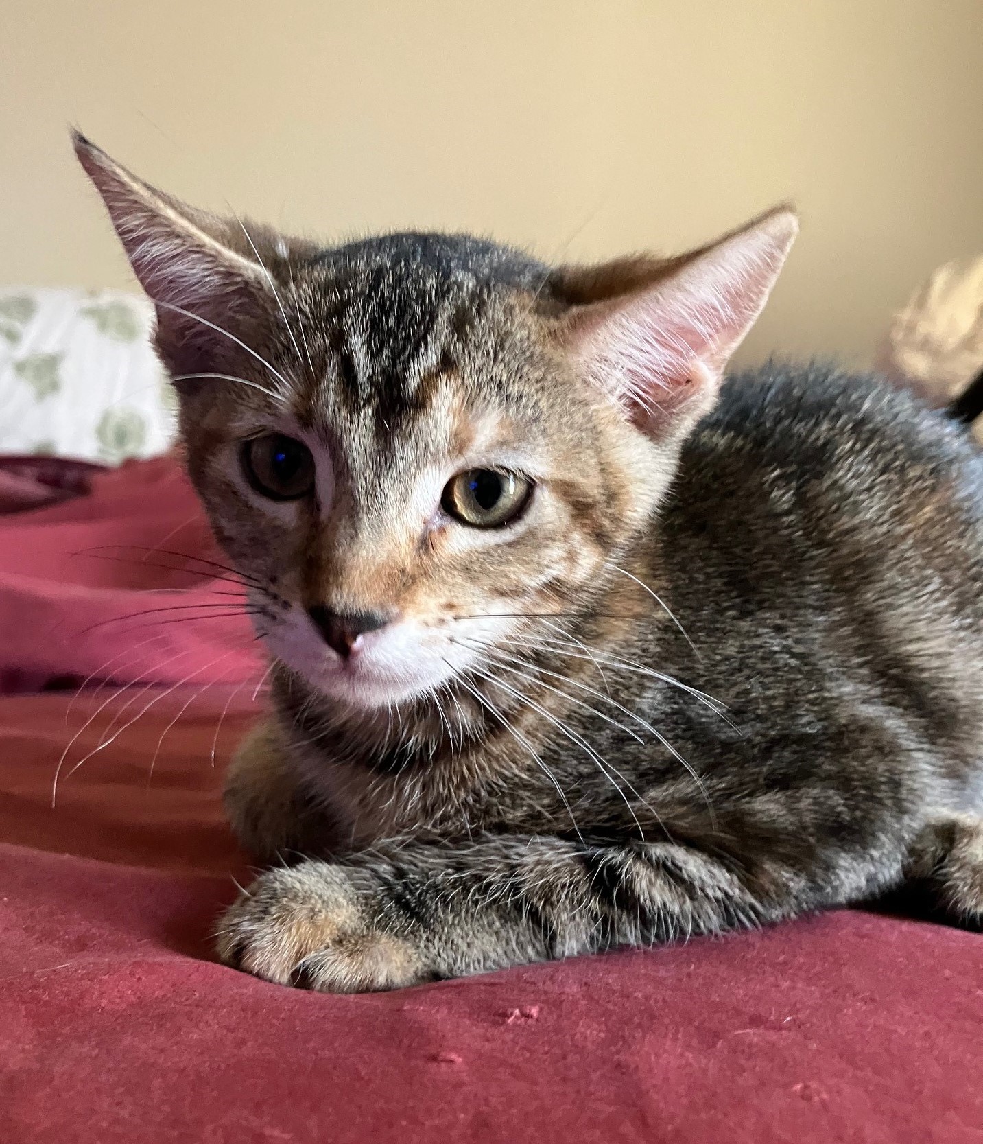 Libby, a Adoptable American Shorthair in Merced, CA image 2/5