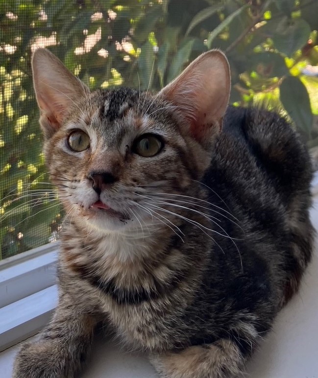Libby, a Adoptable American Shorthair in Merced, CA image 4/5
