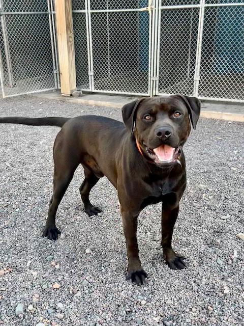 Nimbus, Adoptable, Adult Male Labrador Retriever & Pit Bull Terrier.