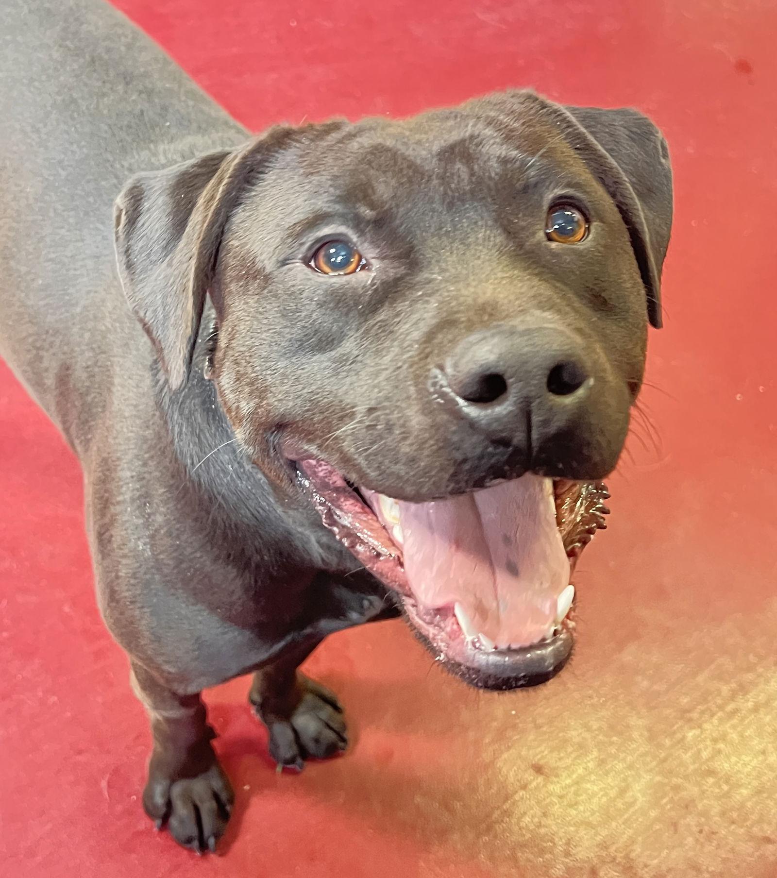 Nimbus, a Adoptable mixed breed in Webster, WI image 2/3