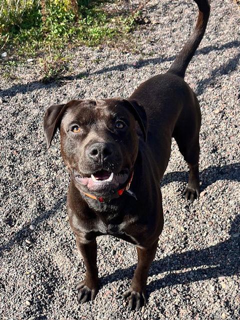 Nimbus, a Adoptable mixed breed in Webster, WI image 3/3