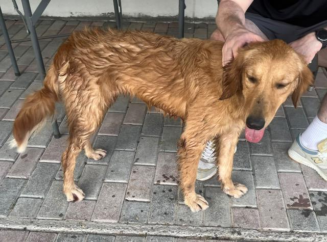 Enlarge Lucy, a Adopted Golden Retriever in Scarborough, ON image 4/6