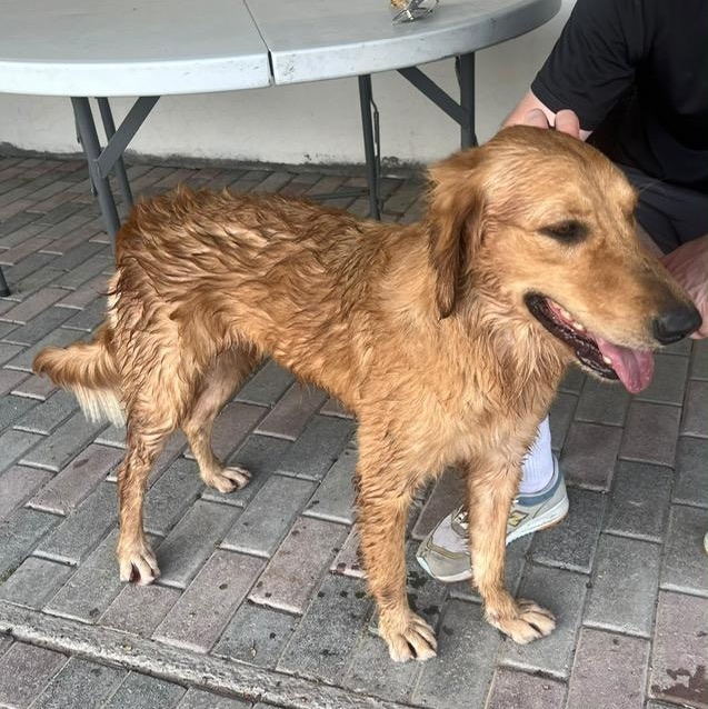 Enlarge Lucy, a Adopted Golden Retriever in Scarborough, ON image 3/6