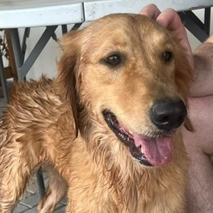 Lucy, Adopted, Adult Female Golden Retriever.