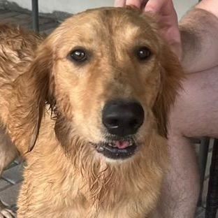 Enlarge Lucy, a Adopted Golden Retriever in Scarborough, ON image 2/6