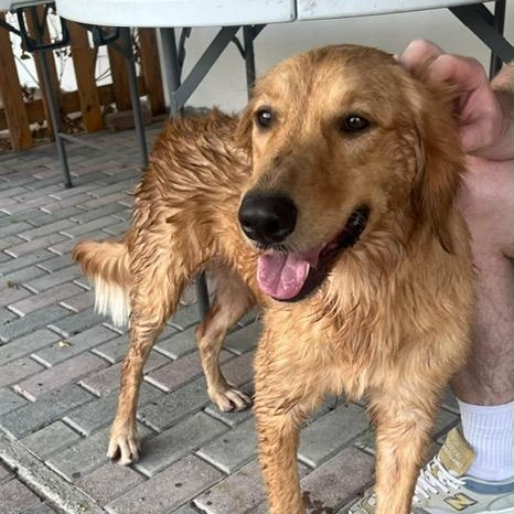 Enlarge Lucy, a Adopted Golden Retriever in Scarborough, ON image 5/6