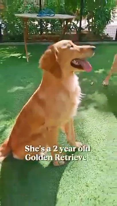 Enlarge Lucy, a Adopted Golden Retriever in Scarborough, ON video 6/6