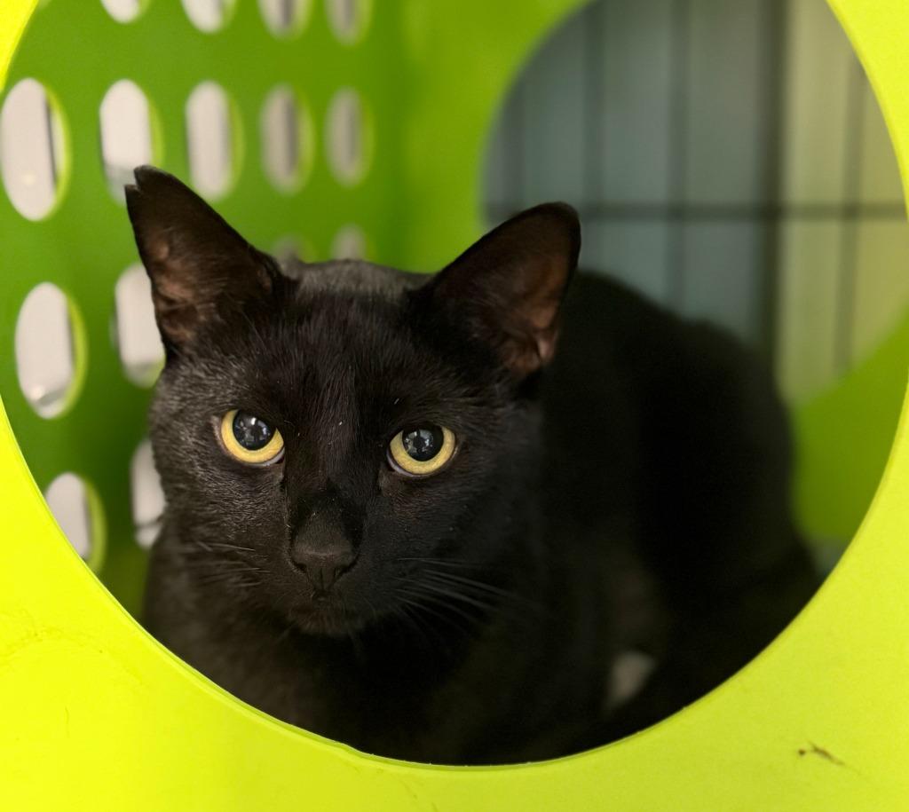 Peppo, Adoptable, Young Male Domestic Short Hair.
