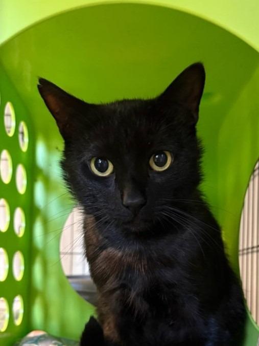 Peppo, Adoptable, Young Male Domestic Short Hair.