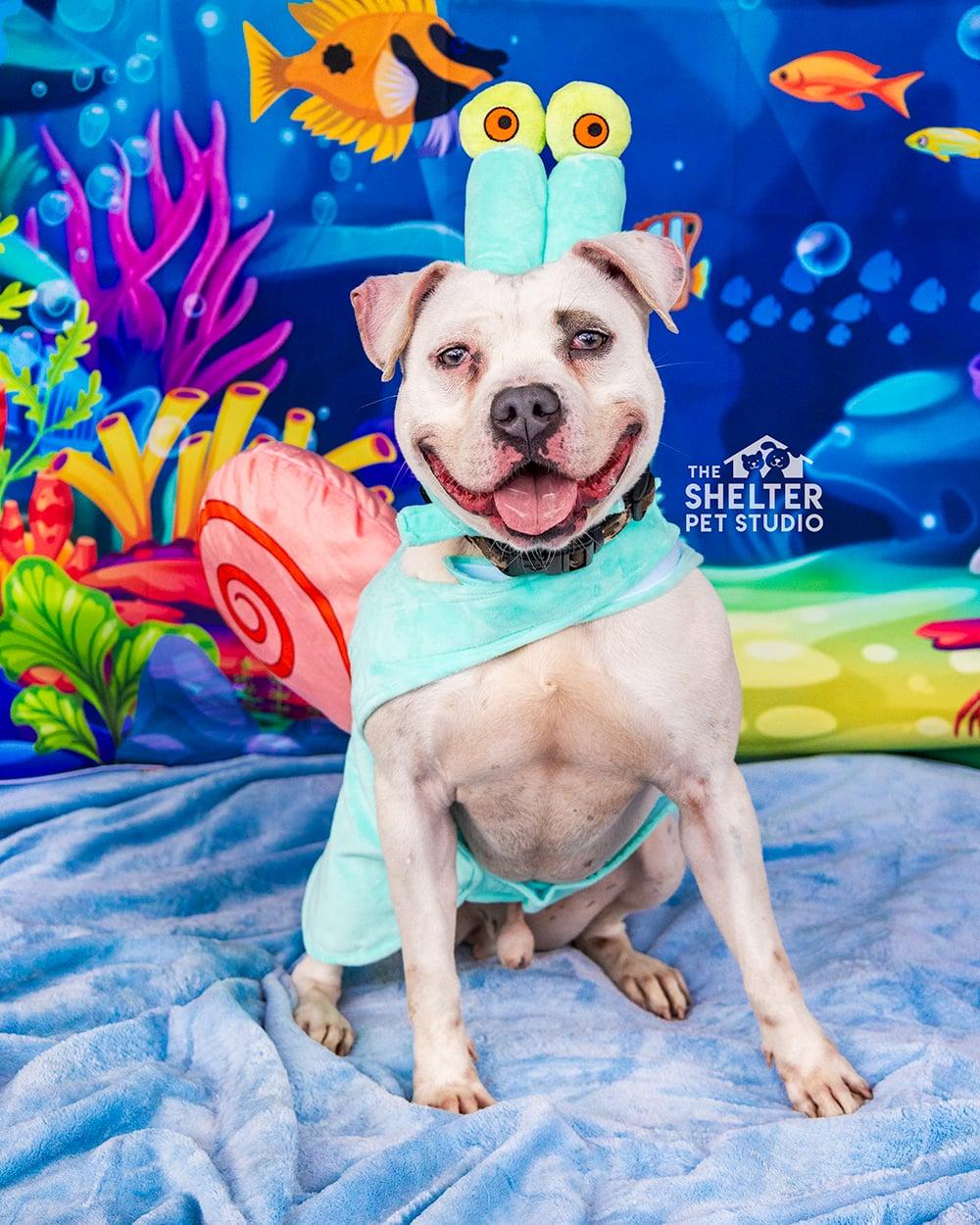CJ Skyler AVAILABLE , a ADOPTABLE American Bully in Canton, OH image 1/6