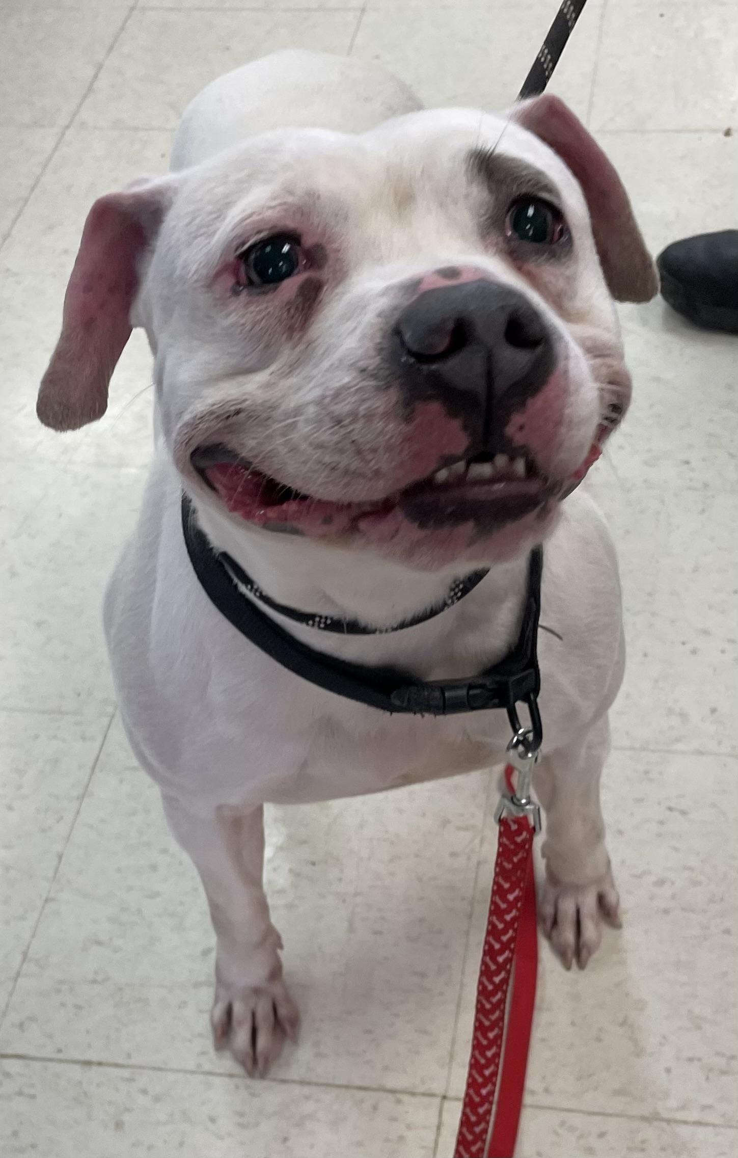 Enlarge CJ Skyler AVAILABLE , a ADOPTABLE American Bully in Canton, OH image 2/2