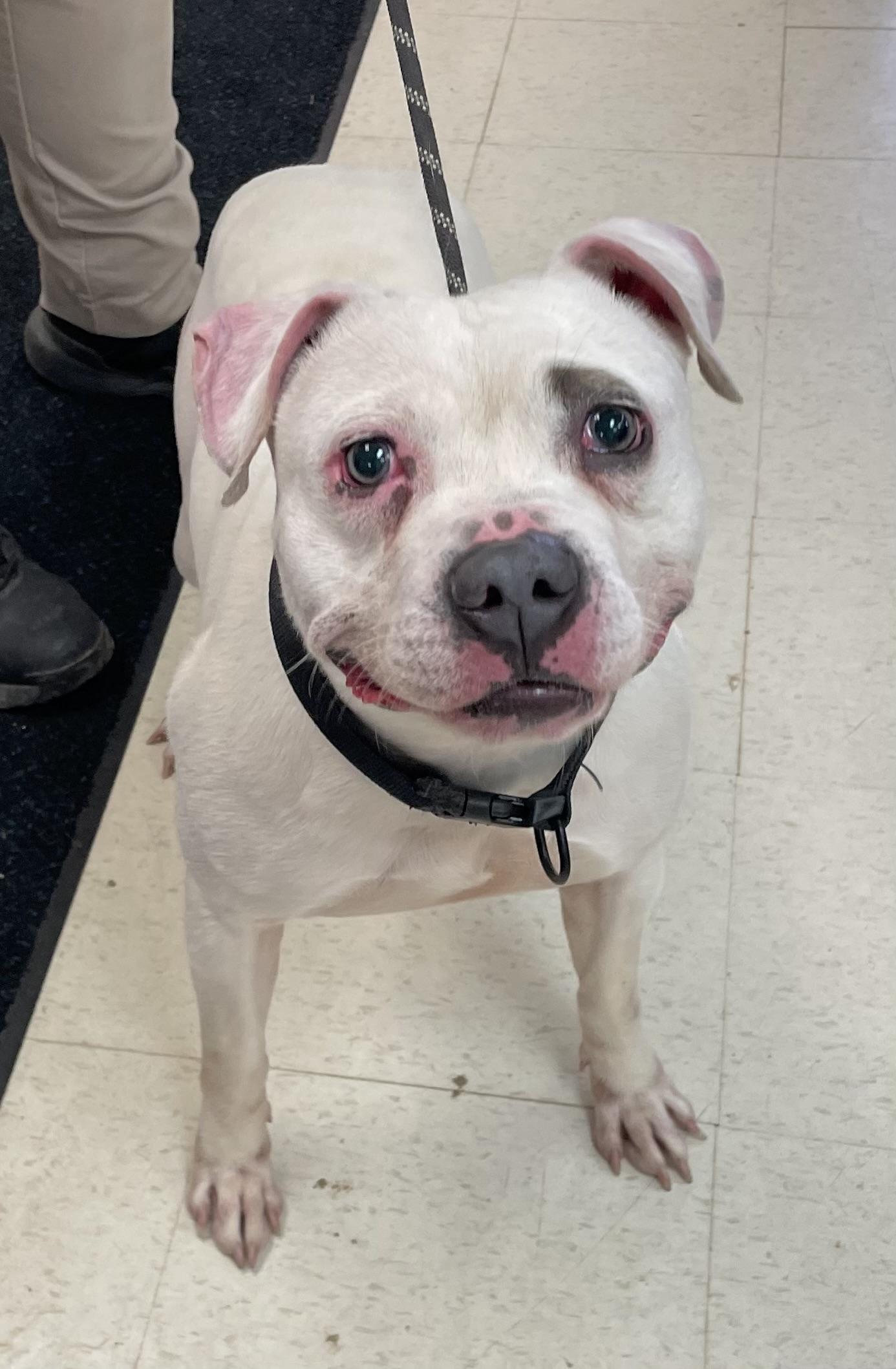 Enlarge CJ Skyler AVAILABLE , a ADOPTABLE American Bully in Canton, OH image 1/2