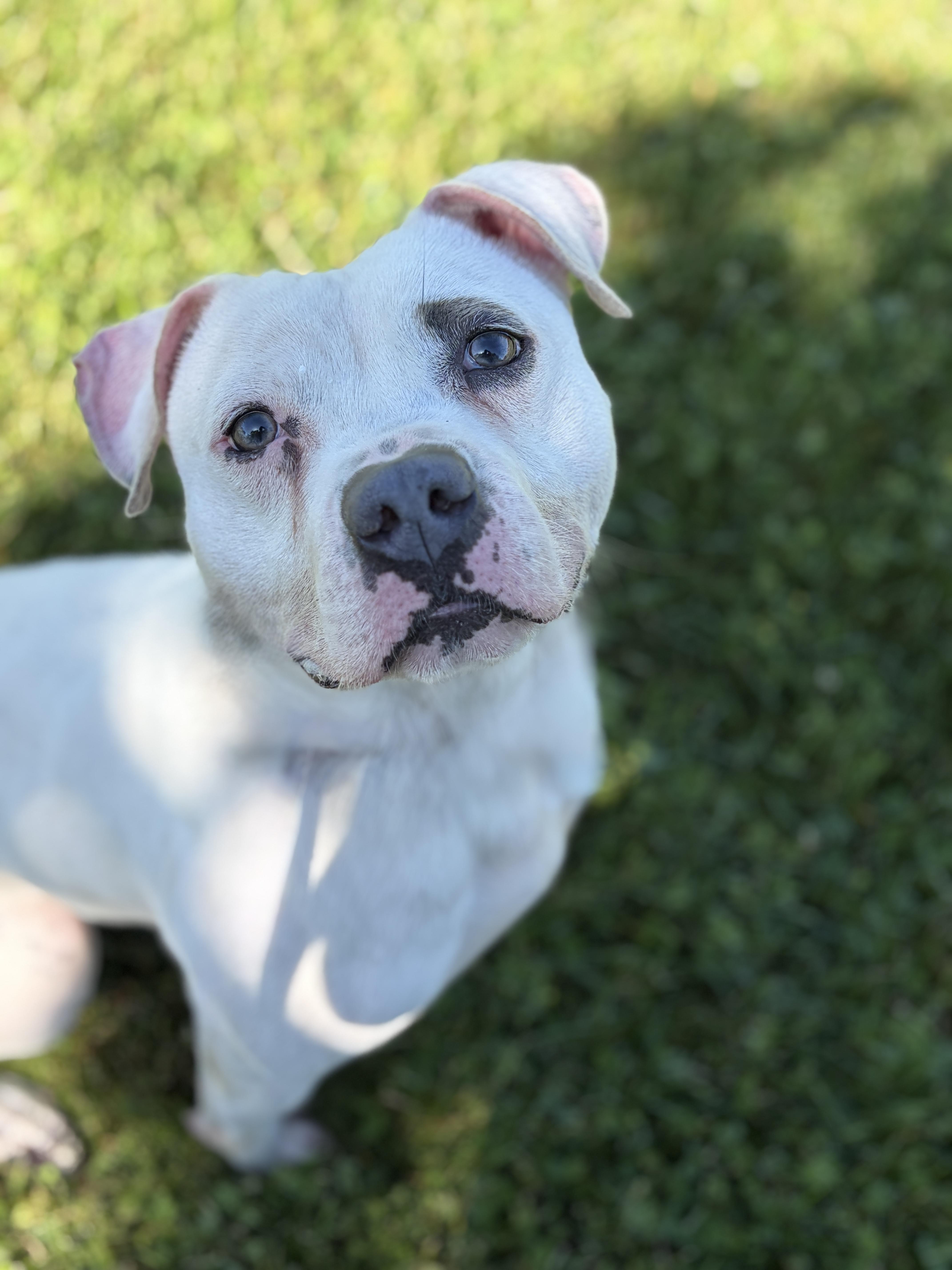 CJ Skyler AVAILABLE , ADOPTABLE, Young Male American Bully.
