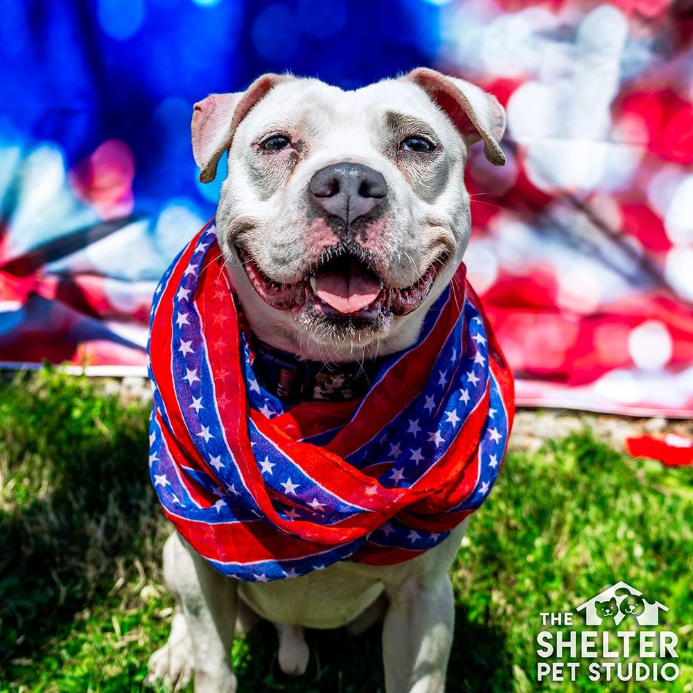 CJ Skyler AVAILABLE , ADOPTABLE, Young Male American Bully.