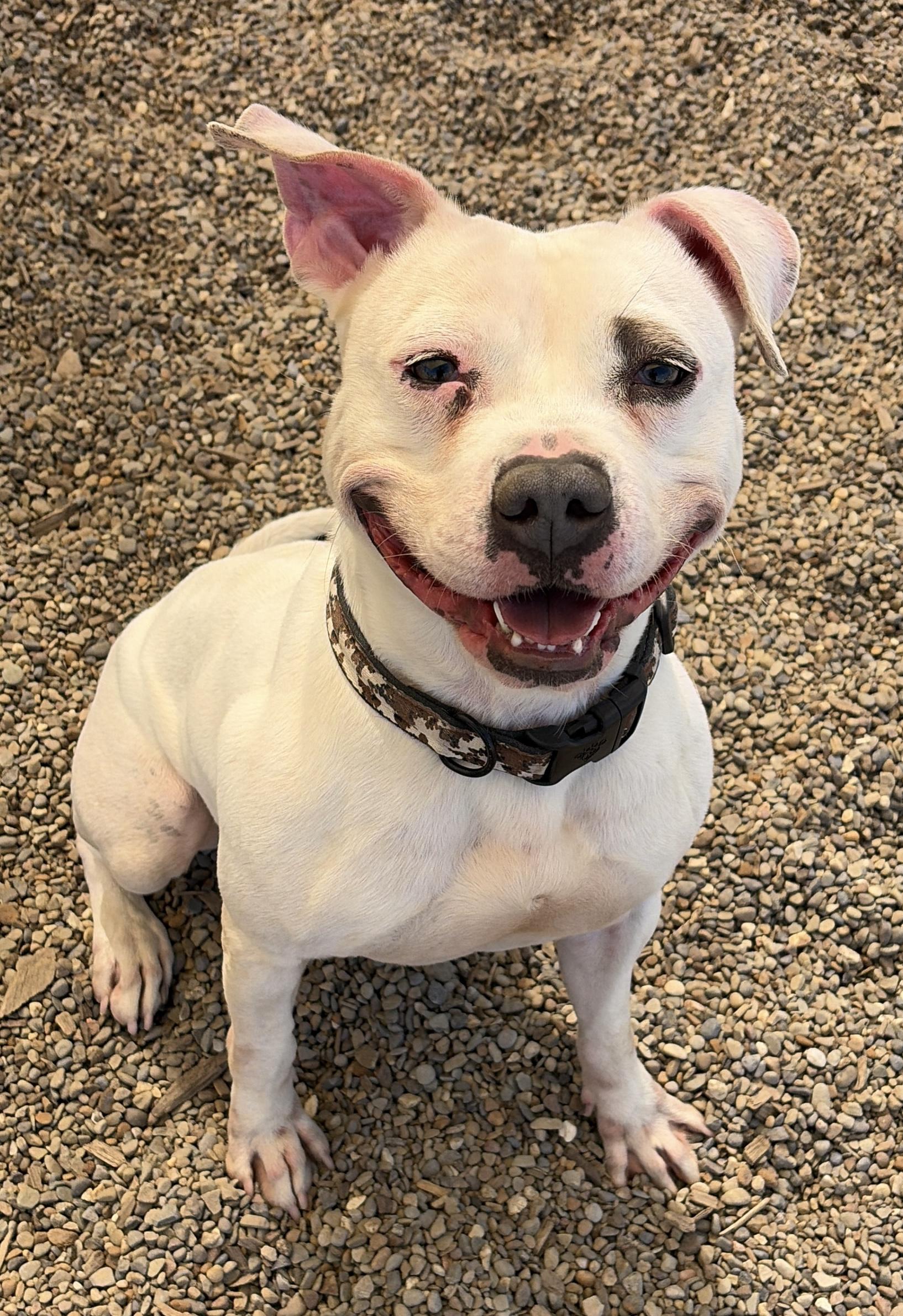 CJ Skyler AVAILABLE , a ADOPTABLE American Bully in Canton, OH image 3/5