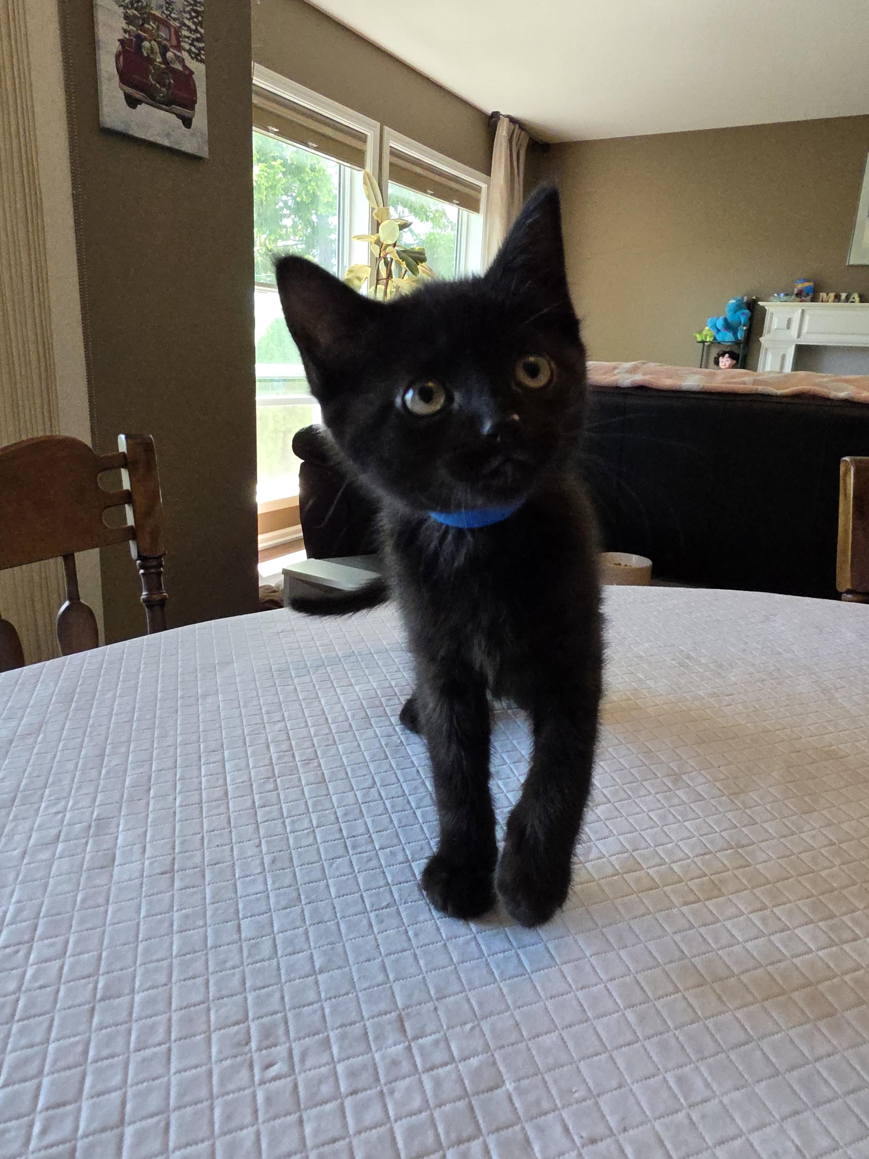 Enlarge Jackson, a Adopted mixed breed in Kamloops, BC image 1/5