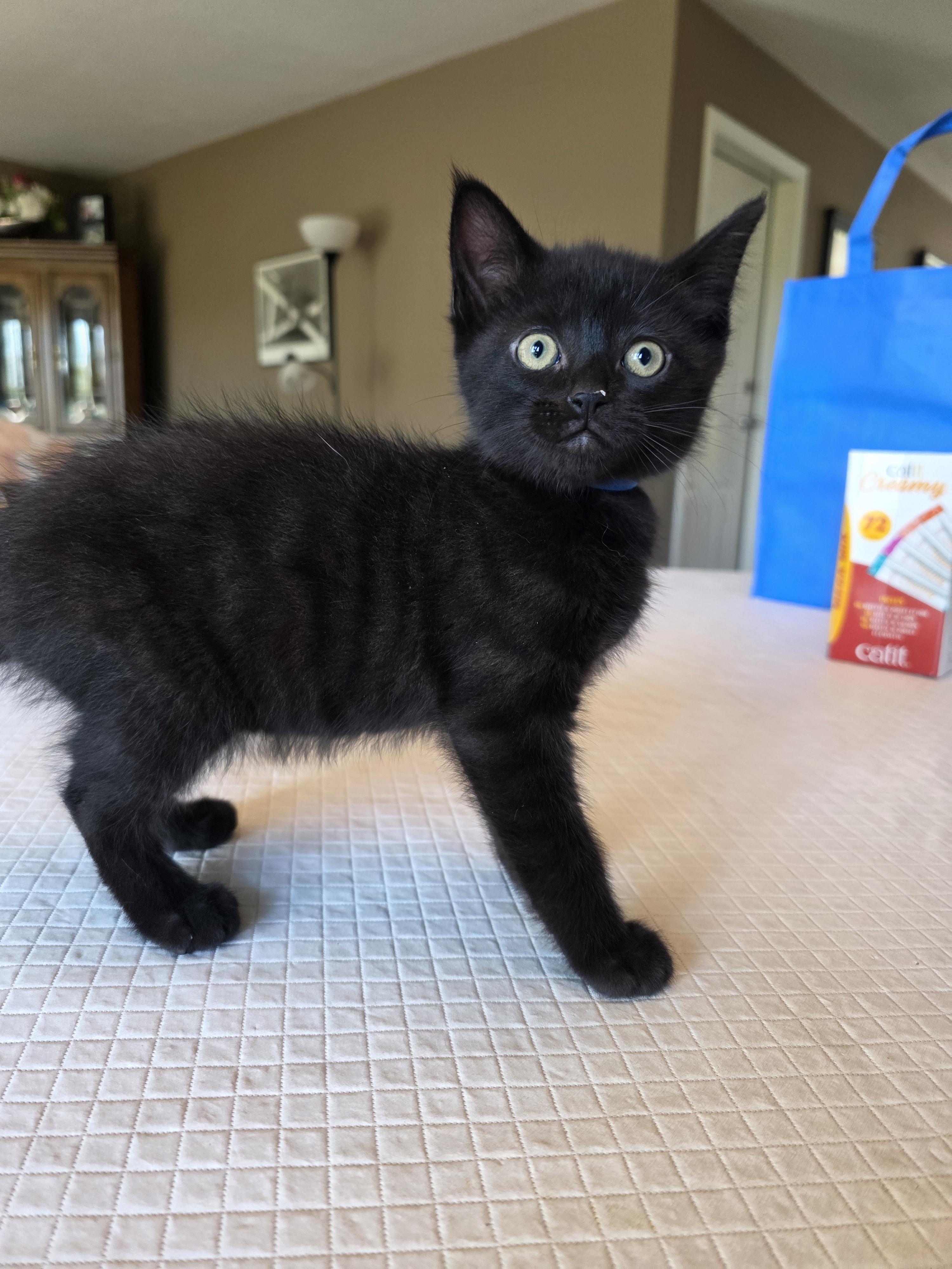 Enlarge Jackson, a Adopted mixed breed in Kamloops, BC image 2/5