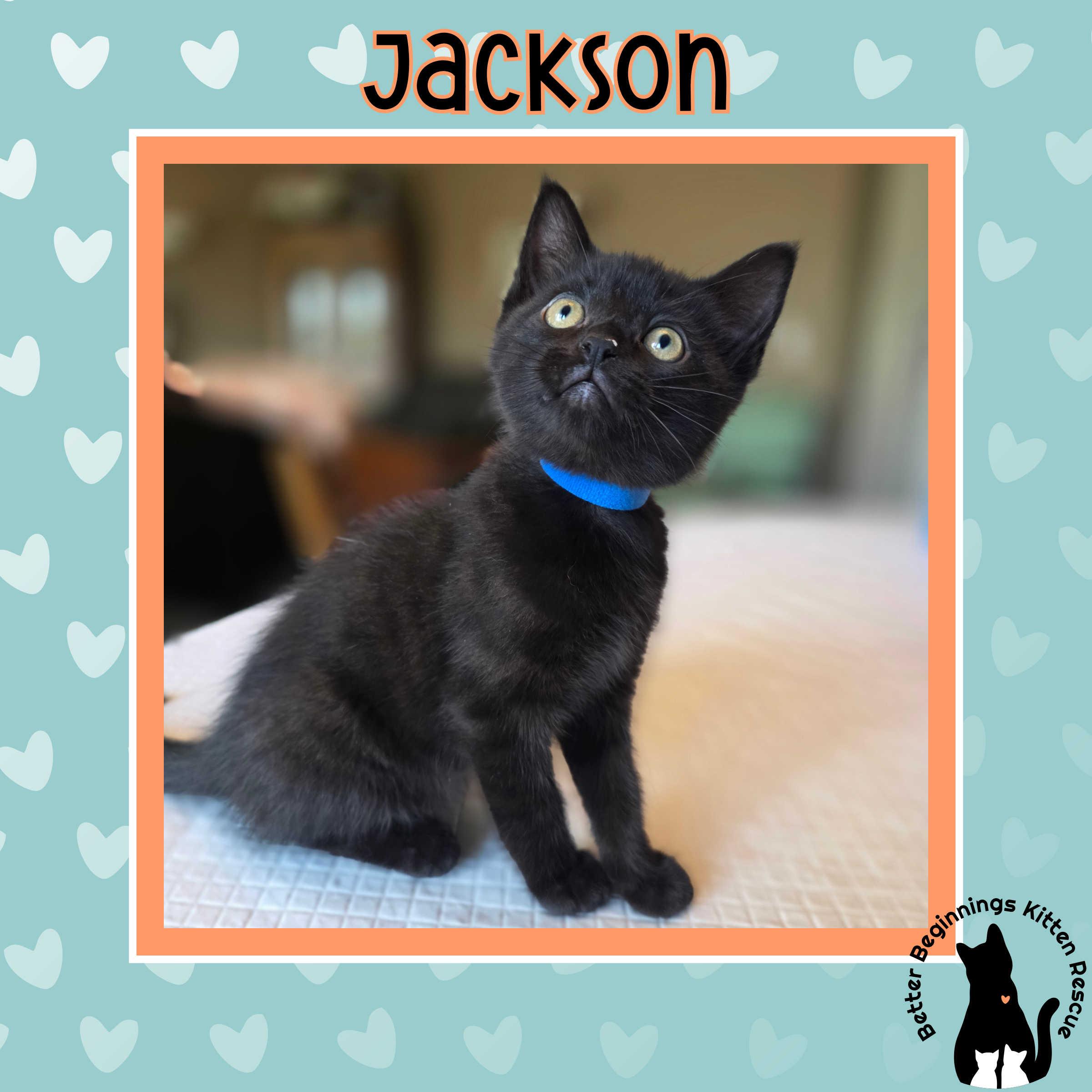 Enlarge Jackson, a Adopted mixed breed in Kamloops, BC image 3/5