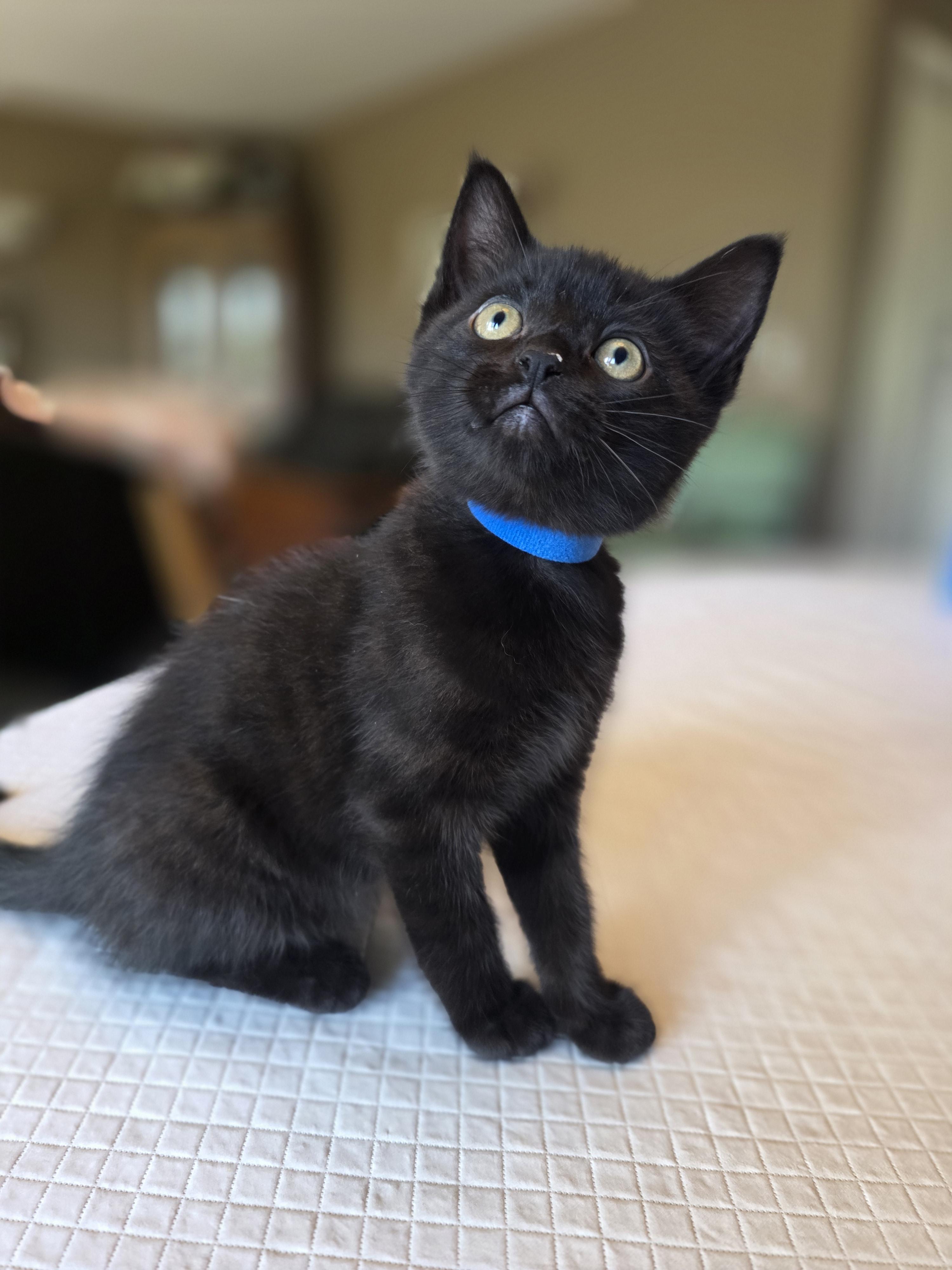 Enlarge Jackson, a Adopted mixed breed in Kamloops, BC image 5/5