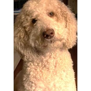Van Halen, ADOPTABLE, Adult Male Standard Poodle.