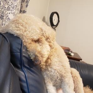 Van Halen, a ADOPTABLE Standard Poodle in Nixa, MO image 2/3