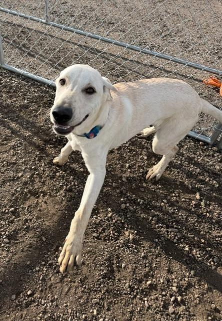 Enlarge Bob 26-8541 nka Brooks, a Adopted mixed breed in Minot, ND image 3/4