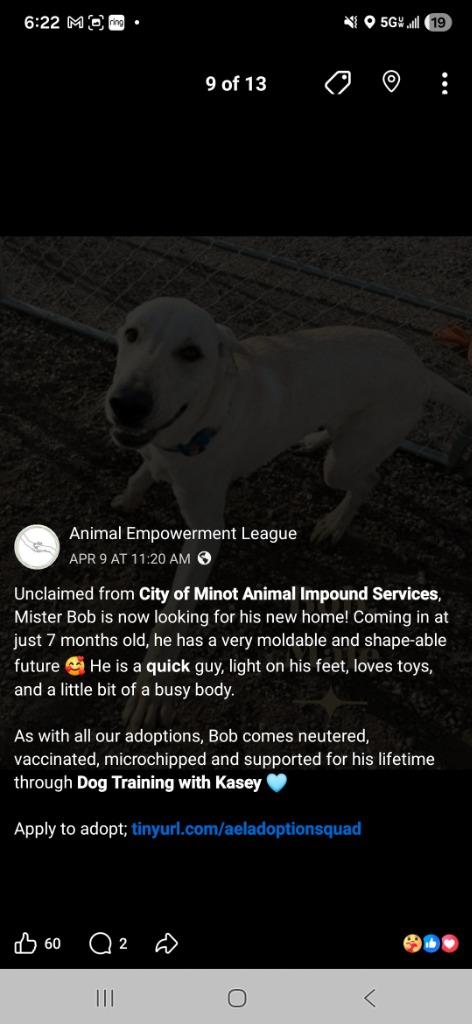 Enlarge Bob 26-8541 nka Brooks, a Adopted mixed breed in Minot, ND image 4/4