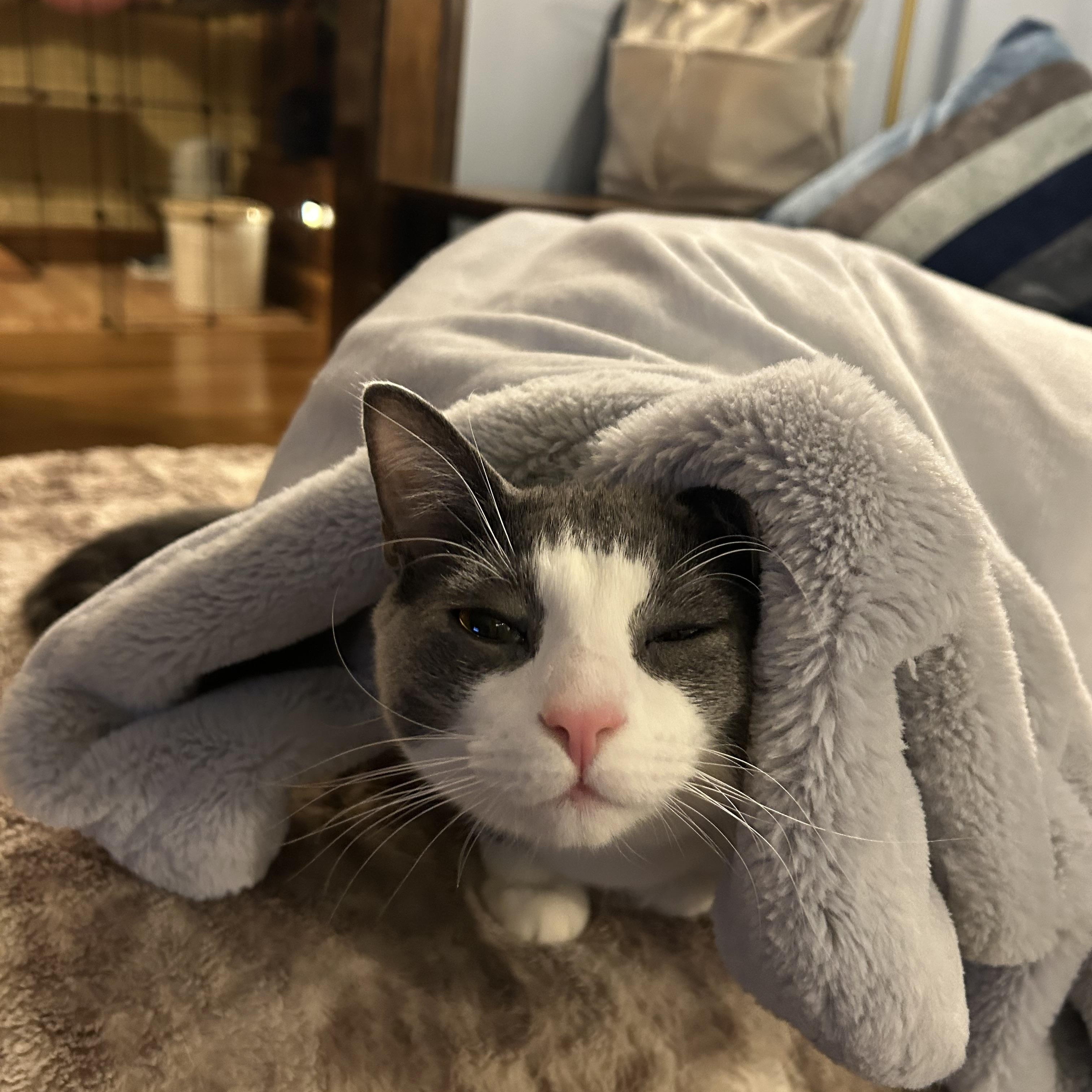 Enlarge Beaumont, a Adoptable Domestic Short Hair in Cleveland, OH image 6/6